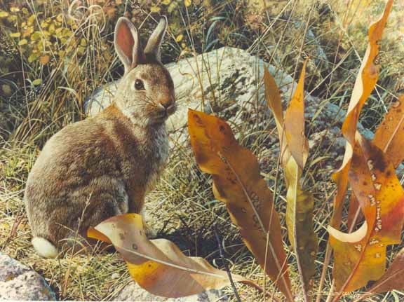 CB – Mountain Rabbit © Carl Brenders