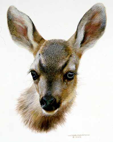 CB – Mule Deer Fawn © Carl Brenders