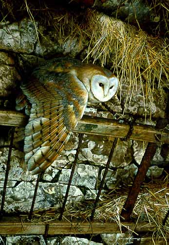 CB – Mysterious Visitor – Barn Owl © Carl Brenders