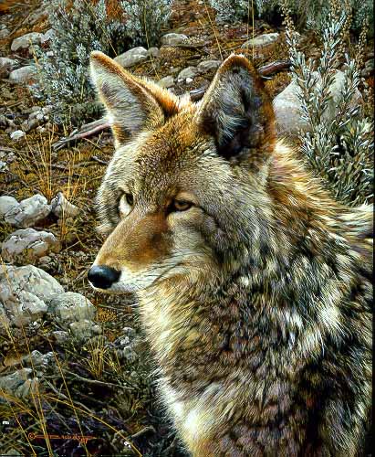 CB – Natural Survivor – Coyote © Carl Brenders