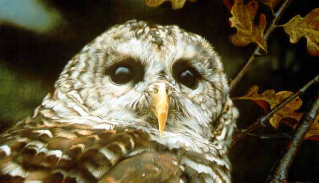 CB – Owl Head Portrait © Carl Brenders