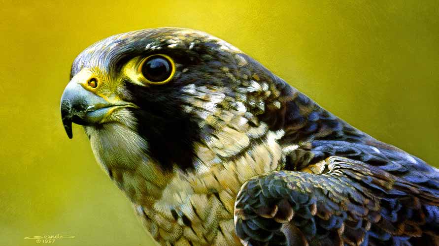 CB – Peregrine Falcon Portrait © Carl Brenders