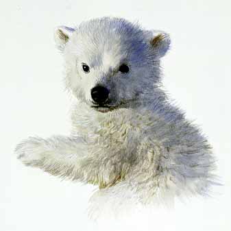 CB – Polar Bear Cub © Carl Brenders