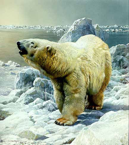 CB – Polar Bear © Carl Brenders