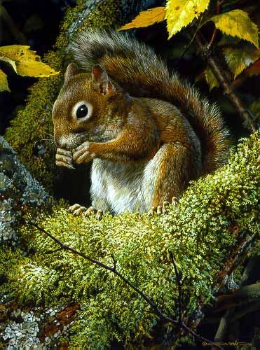 CB – Red Squirrel © Carl Brenders