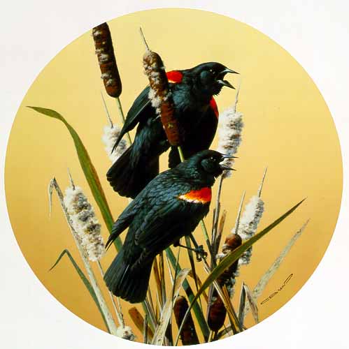 CB – Red-Winged Blackbird © Carl Brenders