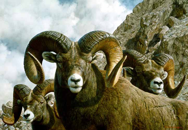 CB – Rocky Kingdom – Bighorn Sheep © Carl Brenders