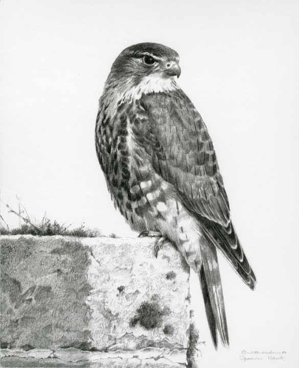 CB – Sparrow Hawk © Carl Brenders