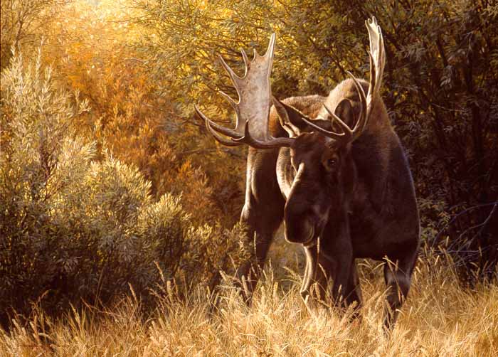 CB – Sudden Encounter – Bull Moose © Carl Brenders