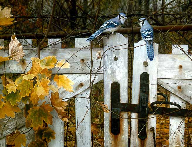 CB – Talk On The Old Fence © Carl Brenders