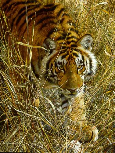 CB – Tall Grass Tiger © Carl Brenders