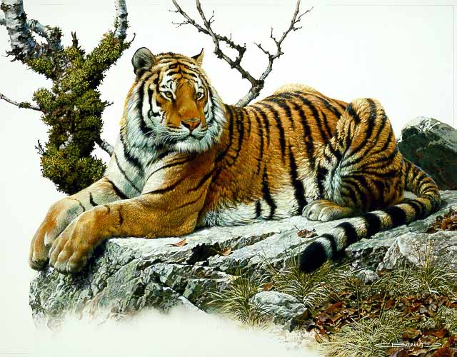 CB – Tiger © Carl Brenders