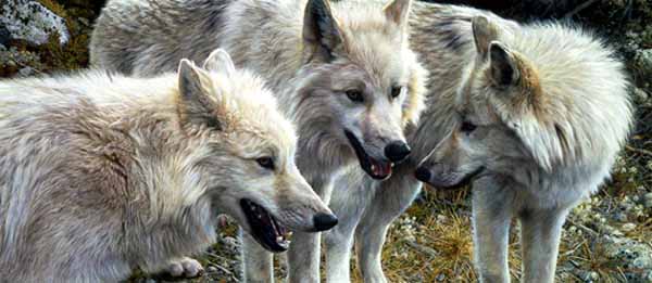 CB – Tundra Summit – Arctic Wolves © Carl Brenders