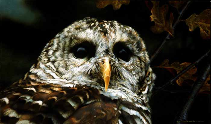 CB – Up Close – Barred Owl © Carl Brenders