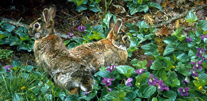 CB – Violet Trails and Cottontails © Carl Brenders