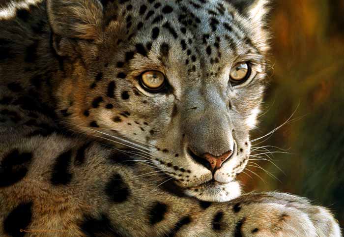 CB – West of the Moon – Snow Leopard © Carl Brenders