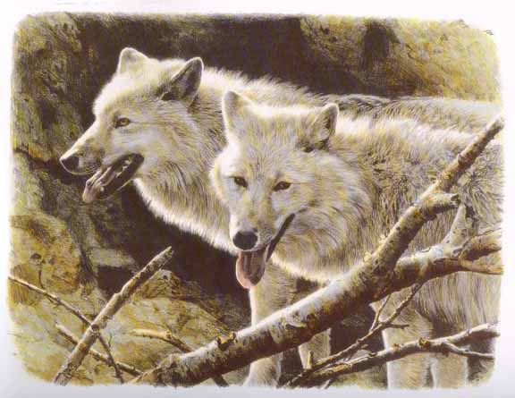 CB – White Wolves © Carl Brenders