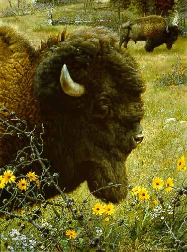 CB – Witness of a Past – Bison © Carl Brenders