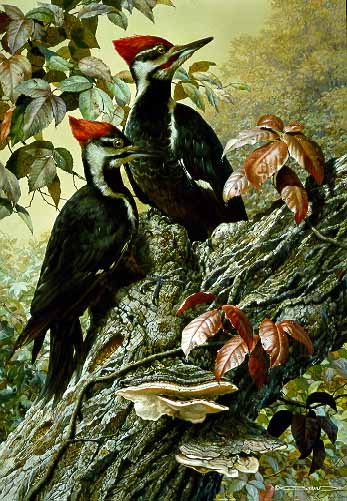 CB – Woodpeckers © Carl Brenders