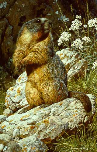 CB – Yellow-bellied Marmot © Carl Brenders