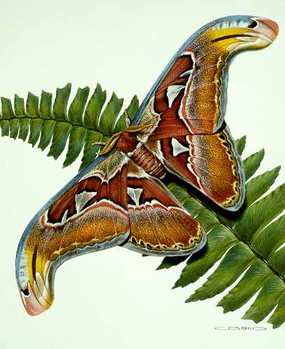 CB – zButterfly – Atlas Moth-Attacus atlas #16 © Carl Brenders