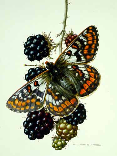 CB – zButterfly – Cynthia’s Fritillary-Euphydryas cynthia © Carl Brenders