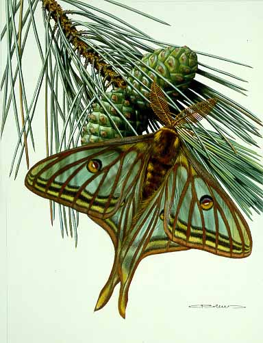CB – zButterfly – Graellsia isabellae #7 © Carl Brenders