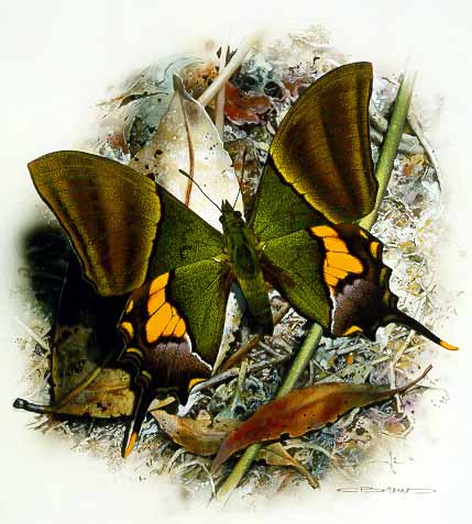 CB – zButterfly – Kaiser-I-Hind Butterfly-Teinopalpus © Carl Brenders