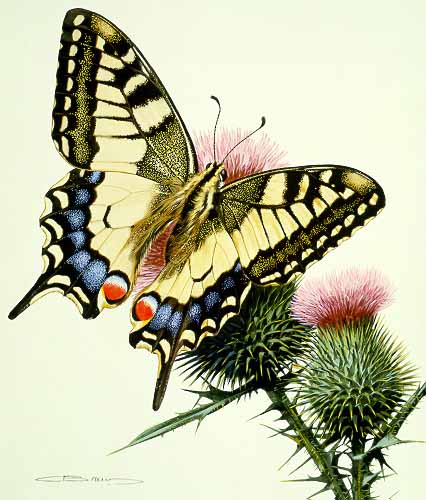 CB – zButterfly – Machaon Swallowtail-Papilio machaon 34 © Carl Brenders