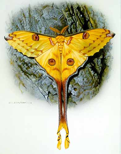 CB – zButterfly – Madagascar Moon Moth-Argema mittrei #26 © Carl Brenders