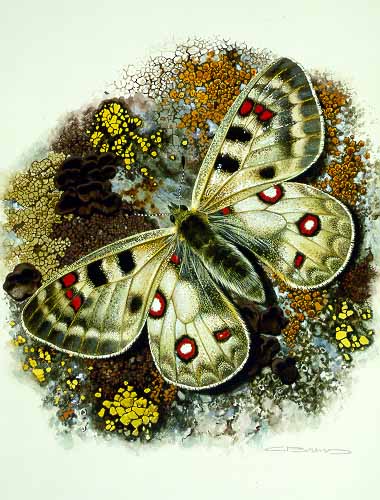 CB – zButterfly – Parnassius phoebus fabricius #31 © Carl Brenders