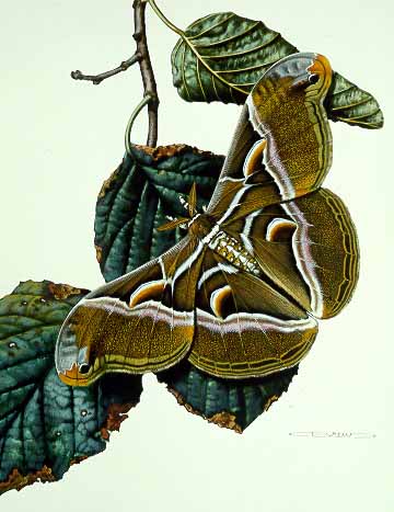 CB – zButterfly – Philosamia cynthia walkera #14 © Carl Brenders