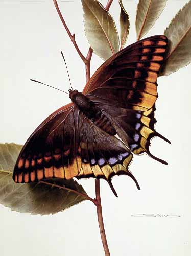 CB – zButterfly – Two-tailed Pasha-Charaxes jasius #8 © Carl Brenders