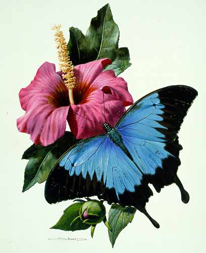 CB – zButterfly – Ulysses Butterfly-Papilio ulysses autolycus #37 © Carl Brenders