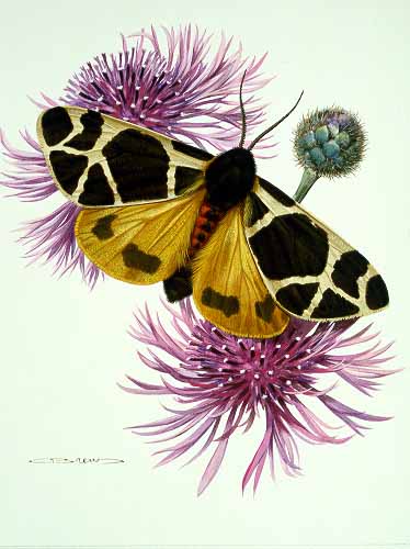 CB – zButterfly – Yellow Tiger Moth-Arctia flavia #11 © Carl Brenders