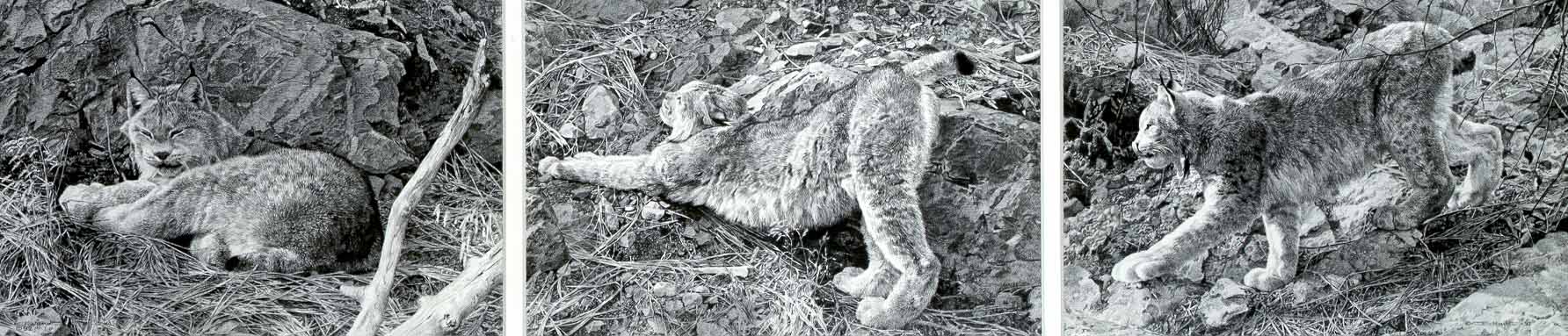CB – zDrawing – Canadian Lynx tryptic-entire © Carl Brenders