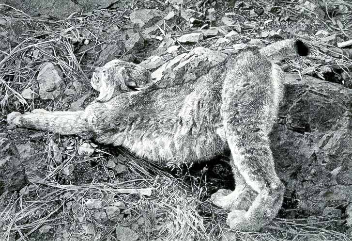 CB – zDrawing – Canadian Lynx tryptic-stretching © Carl Brenders