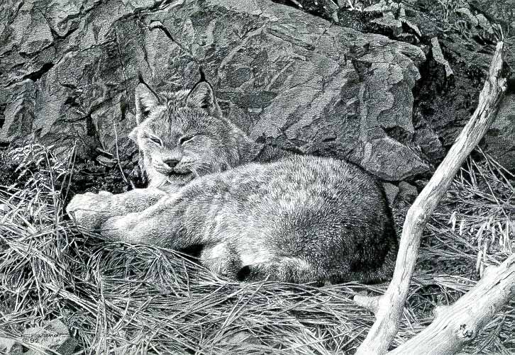 CB – zDrawing – Canadian Lynx tryptic © Carl Brenders