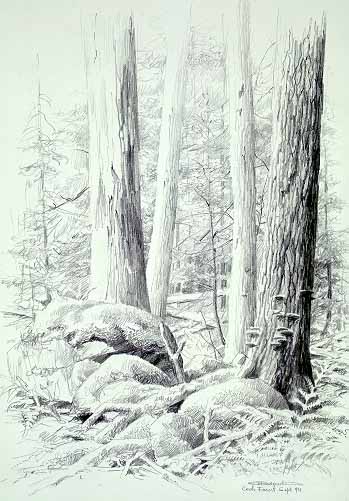 CB – zDrawing – Cook Forest Sketch © Carl Brenders – Ansada Licensing ...