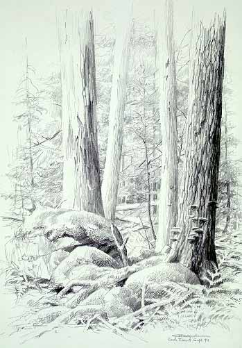 CB – zDrawing – Cook Forest Sketch © Carl Brenders