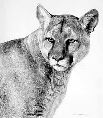 CB – zDrawing – Cougar Pencil Sketch © Carl Brenders