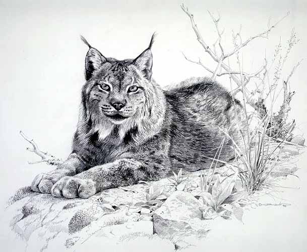 CB – zDrawing – Lynx Sketch © Carl Brenders