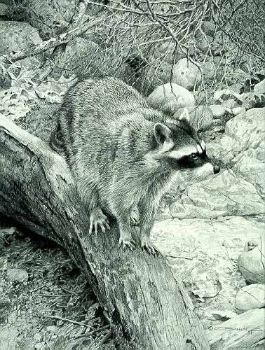 CB – zDrawing – Raccoon Study © Carl Brenders