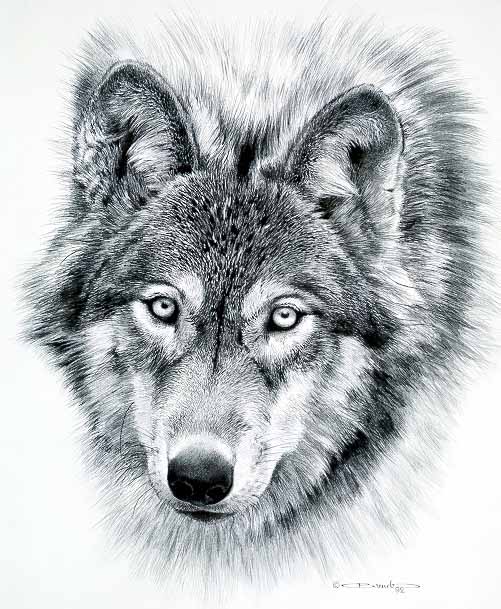 CB – zDrawing – Wolf Sketch © Carl Brenders