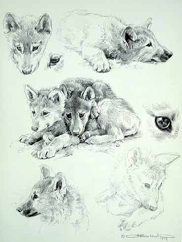 CB – zDrawing – Wolf Sketches © Carl Brenders