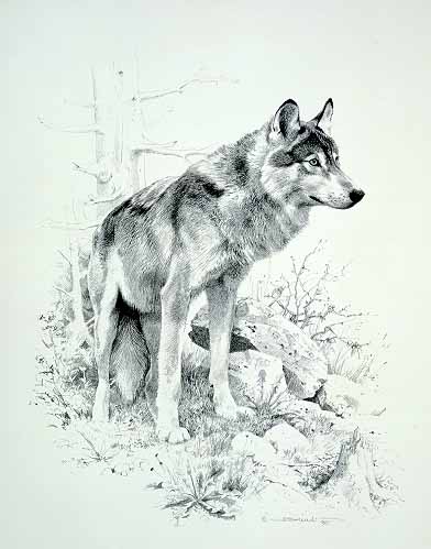 CB – zDrawing – Wolf Study 1 © Carl Brenders