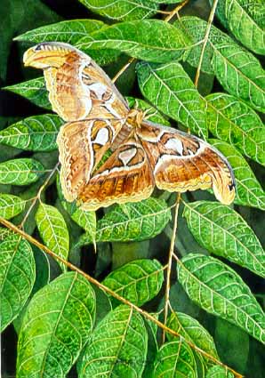 CPBvK – Atlas Moth © Carel Pieter Brest van Kempen