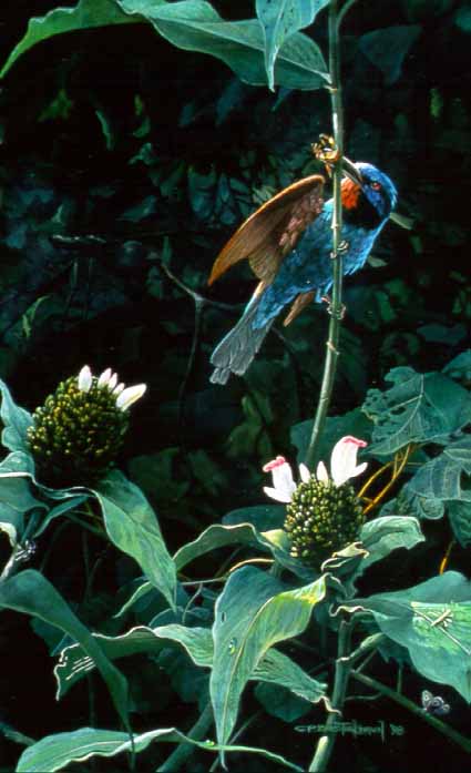 CPBvK – Blue Headed Bee-eater © Carel Pieter Brest van Kempen