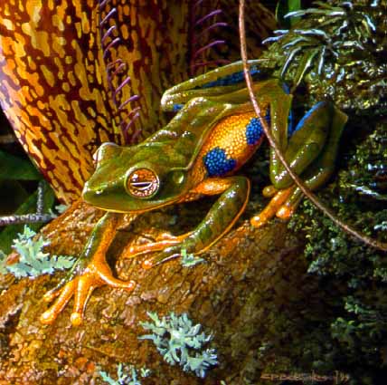 CPBvK – Blue Legged Tree Frog © Carel Pieter Brest van Kempen