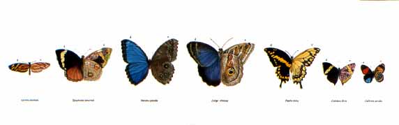 CPBvK – Central American Butterflies © Carel Pieter Brest van Kempen